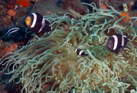 Bali 2016 - Saddleback anemonefish - Poisson clown a selle de cheval - Amphiprion polymmus - IMG_5931_rc